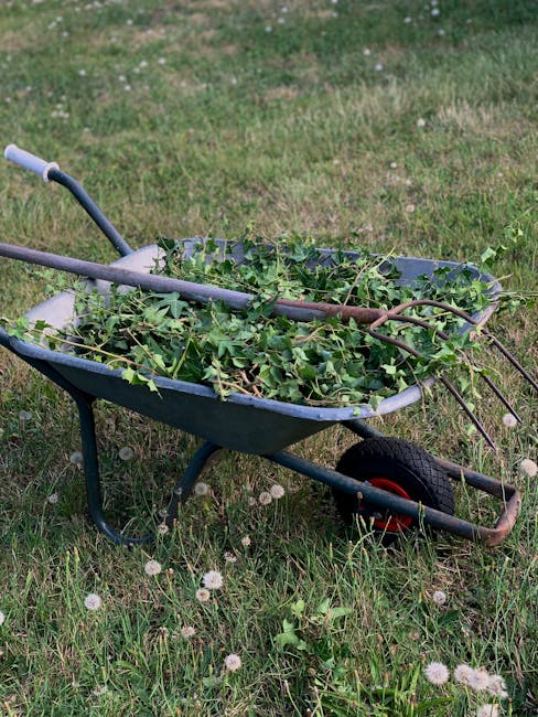 A blue metal wheelbarrow filled with freshly cut green ivy and branches, positioned on a grassy garden area. The grass is uneven, with patches of small white dandelions and other weeds, indicating a n