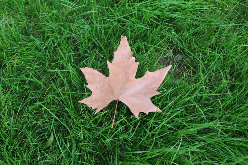 A close-up view of a single light brown maple leaf resting on a lush patch of green grass. The leaf has a classic lobed shape with distinct pointed tips and visible veins running from the central stem